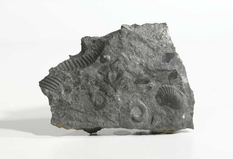 Vergrösserte Ansicht: Norischer Kalk mit diversen Ammoniten
